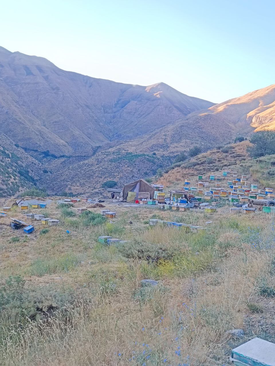 عسل ارگانیک. عسل طبیعی - عسل چهل گیاه