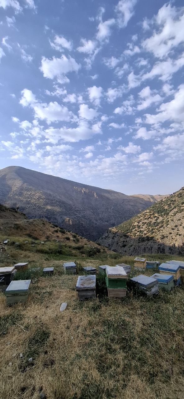 عسل ارگانیک - عسل باموم - طبیعی