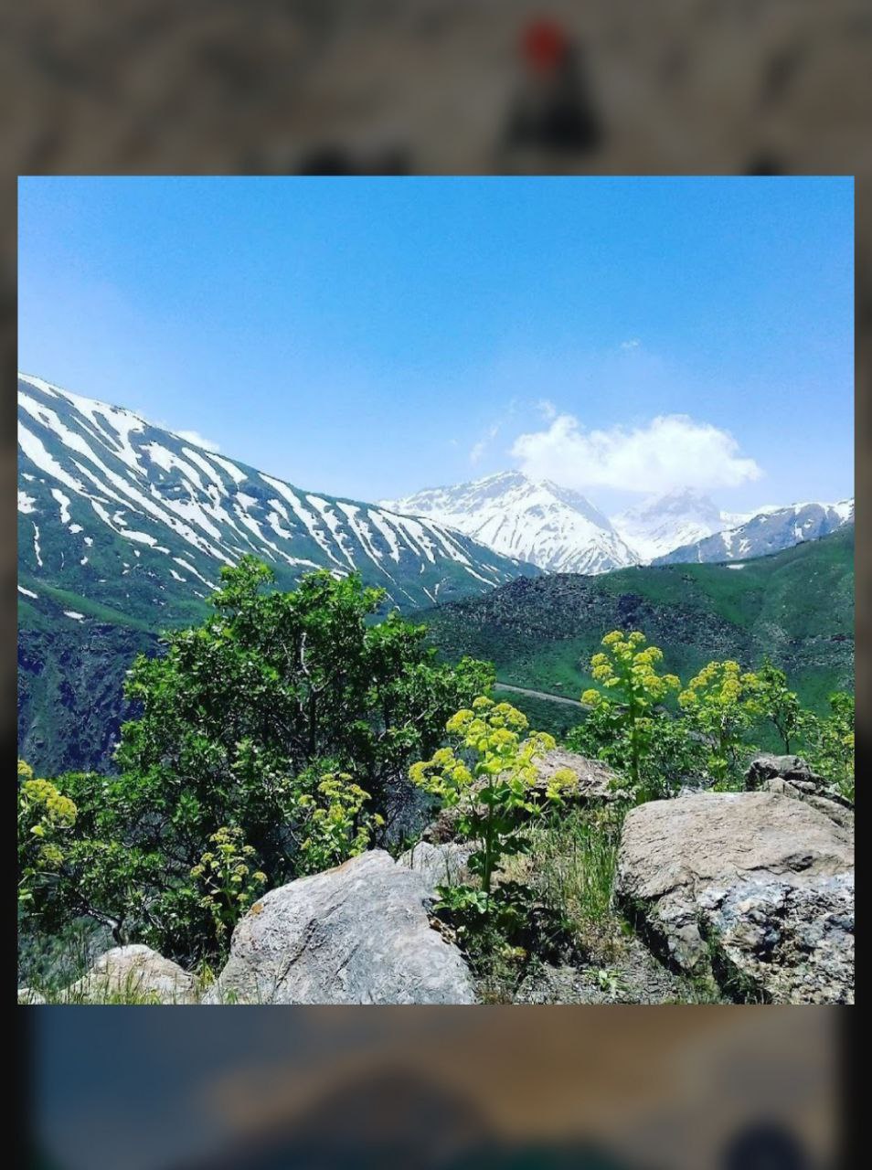 عسل ارگانیک - عسل طبیعی - عسل آویشن