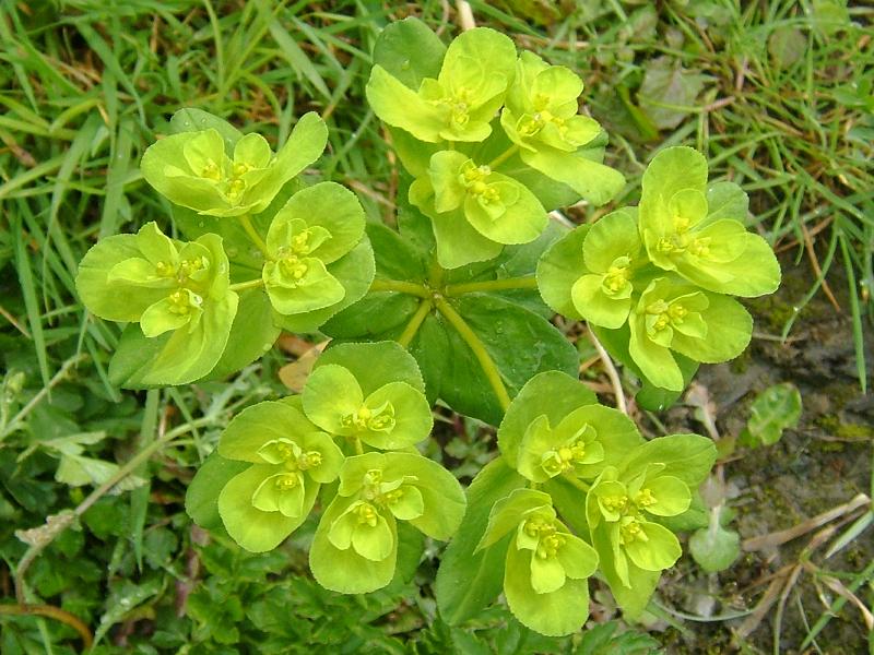 عسل ارگانیک - عسل طبیعی - عسل کردستان