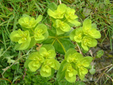 عسل ارگانیک - عسل طبیعی - عسل کردستان