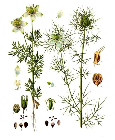 عسل ارگانیک - عسل طبیعی - سیاه دانه